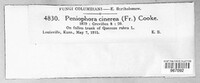 Peniophora cinerea image